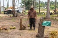 Harvesting coconuts with pigtailed macaque on Ko Samui Island, Thailand Royalty Free Stock Photo