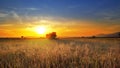 Harvesting combine barley in the field harvesting wheat at sunset Royalty Free Stock Photo