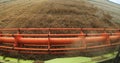 Harvesting by combine harvesters. The mower mechanism of the combine harvester cuts wheat spikelets.