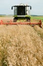 Harvesting combine in the wheat