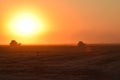 Harvesting by combines at sunset.