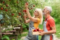 Harvesting Concept. Happy Mature Couple Picking Ripe Apples From Tree In Orchard Royalty Free Stock Photo