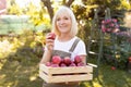 Harvesting concept. Happy senior woman picking fresh red apple into wooden box on her own garden, copy space Royalty Free Stock Photo