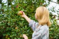 Harvesting concept. Woman hold ripe apple tree background. Farm producing organic eco friendly natural product. Girl Royalty Free Stock Photo