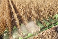 Harvesting corn