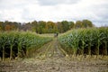 Harvesting Corn