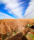 Harvesting corn