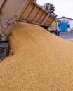 Harvesting corn . car