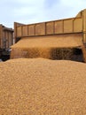 Harvesting corn , car