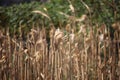 harvesting corn crops in the countryside Royalty Free Stock Photo