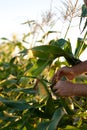 Harvesting corn