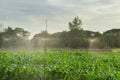 Harvesting Corn, Watering