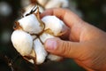 Harvesting cotton