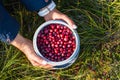 Harvesting cranberries in a swamp in Estonia in autumn. Girl's hands, tray with berries in nature