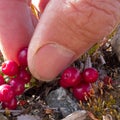 Harvesting cranberries Vaccinium vitis-idaea