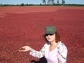 Harvesting cranberries in Wisconsin