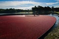 Harvesting cranberry bog