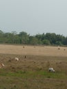 After harvesting the crops & x28;seeds of rice& x29; ,the cattles are grazing in the field in Assam