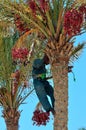 Harvesting dates palm