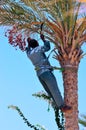 Harvesting dates palm