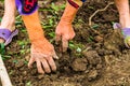 Harvesting and digging potatoes with hoe and hand in garden. Digging organic potatoes by dirty hard worked and wrinkled hand