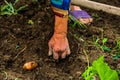 Harvesting and digging potatoes with hoe and hand in garden. Digging organic potatoes by dirty hard worked and wrinkled hand