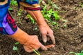 Harvesting and digging potatoes with hoe and hand in garden. Digging organic potatoes by dirty hard worked and wrinkled hand