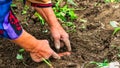 Harvesting and digging potatoes with hoe and hand in garden. Digging organic potatoes by dirty hard worked and wrinkled hand