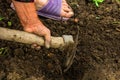 Harvesting and digging potatoes with hoe and hand in garden. Digging organic potatoes by dirty hard worked and wrinkled hand