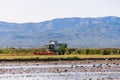 Harvesting in Ebro Delta nature park, Tarragona, Catalunya, Spain. Copy space for text.