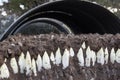 Harvesting Endives /Chicory Grown in soil