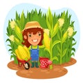 Harvesting Female Farmer In a Cornfield Royalty Free Stock Photo