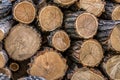 A pile of sawn tree trunks, a lot of cutted logs. Royalty Free Stock Photo