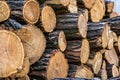 A pile of sawn tree trunks, a lot of cutted logs. Royalty Free Stock Photo