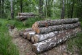 Harvesting firewood in wild forests. Birch logs neatly stacked