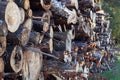 Harvesting firewood for the winter: logs of different tree species are stacked at the edge of the forest Royalty Free Stock Photo