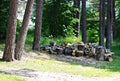 Harvesting firewood for the winter. Sawn tree trunks are prepared for splitting them Royalty Free Stock Photo