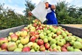 Harvesting fresh apples on a plantation - workers, fruit trees and boxes of apples