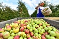 Harvesting fresh apples on a plantation - workers, fruit trees and boxes of apples