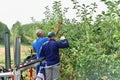 Harvesting fresh apples on a plantation - workers, fruit trees and boxes of apples