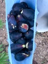Harvesting fresh black figs from their natural tree Royalty Free Stock Photo