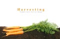 Harvesting. Fresh carrots on earth. Royalty Free Stock Photo