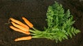 Harvesting. Fresh carrots on earth. Royalty Free Stock Photo