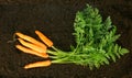 Harvesting. Fresh carrots on earth. Royalty Free Stock Photo