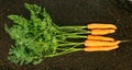 Harvesting. Fresh carrots on earth. Royalty Free Stock Photo