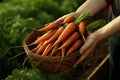 Harvesting fresh carrots in garden. Selective focus on ripe vegetables in nature Royalty Free Stock Photo