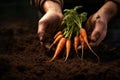 Harvesting Fresh Carrots from Soil Royalty Free Stock Photo