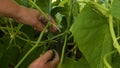 Harvesting fresh cucumbers