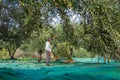 Harvested fresh olives in sacks in a field in Crete, Greece.