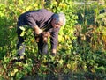 Harvesting fresh organic beetroot. Royalty Free Stock Photo